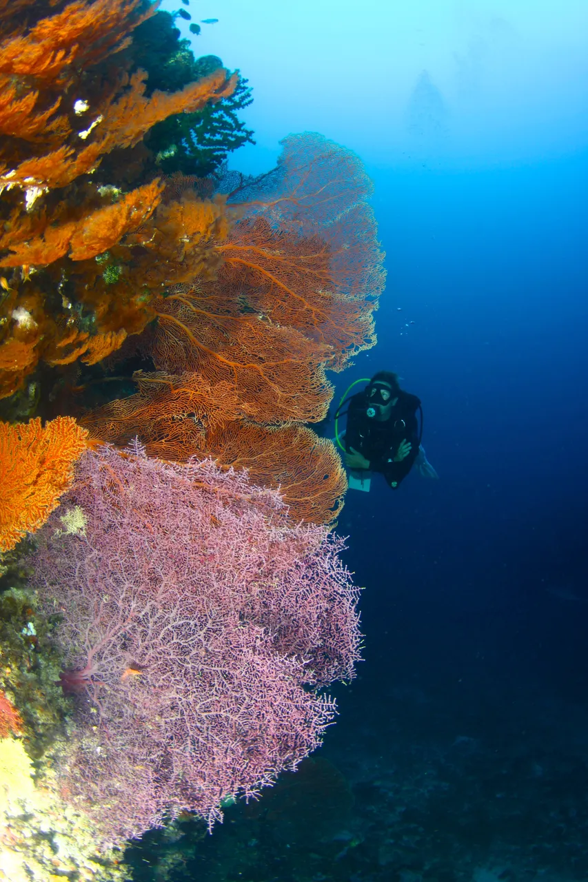 Corals on Osprey Reef