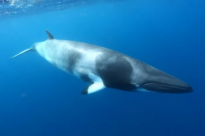 Dwarf Minke Whale