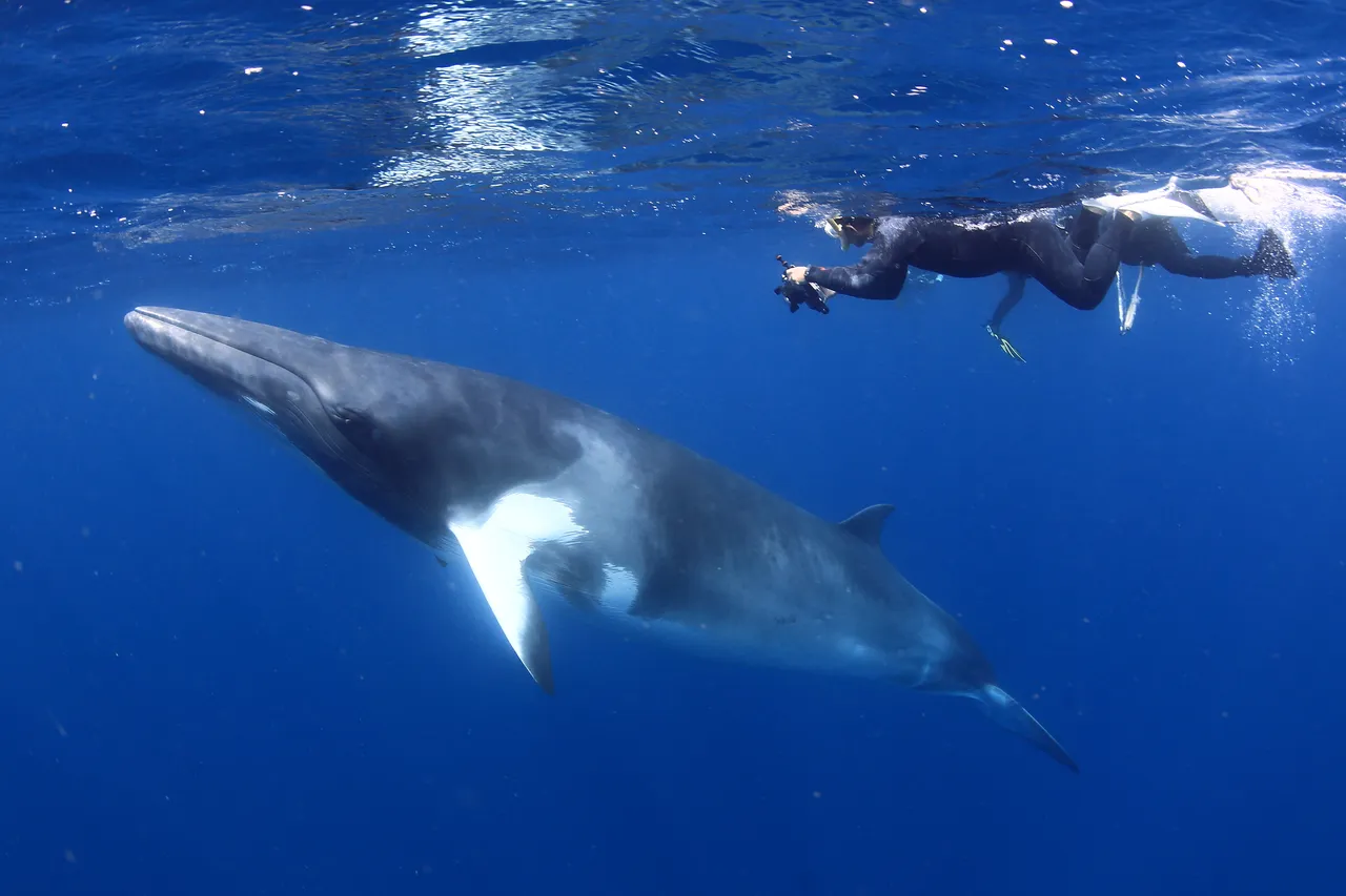 Snorkeller with Dwarf Minke Whale