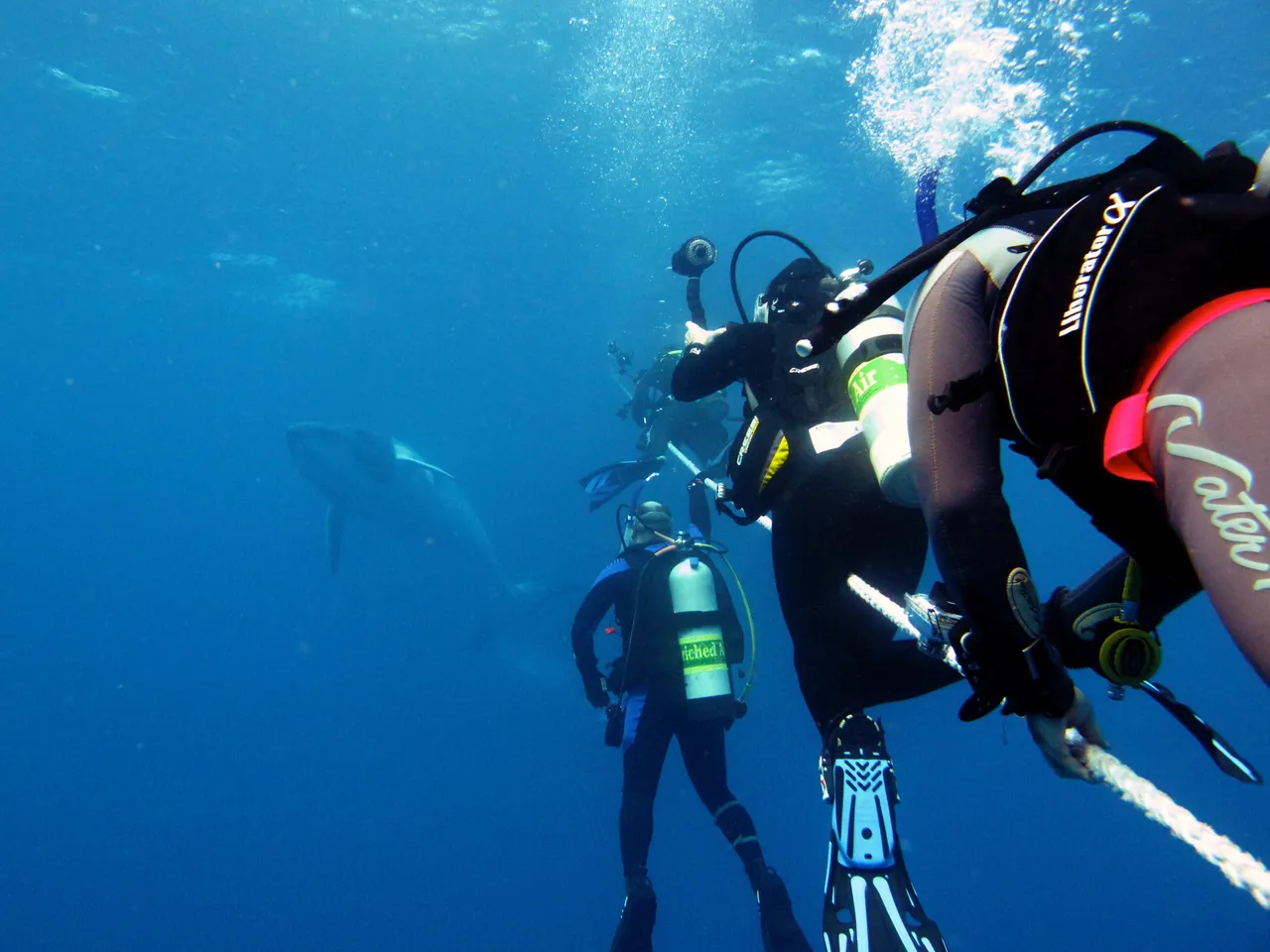 Snorkellers with Dwarf Minke Whale