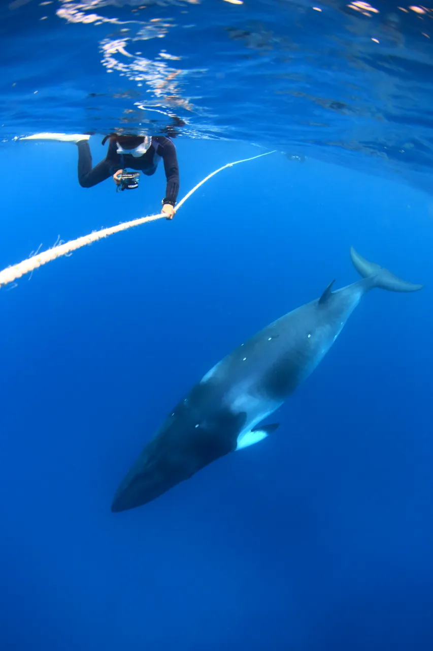 Snorkeller with Dwarf Minke Whale