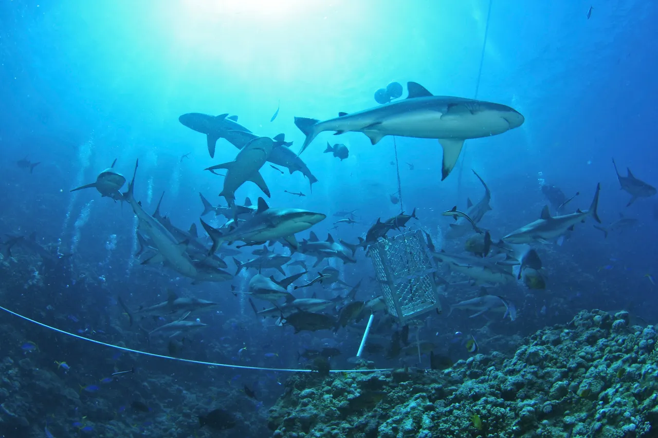 Diving with Sharks, Osprey Reef