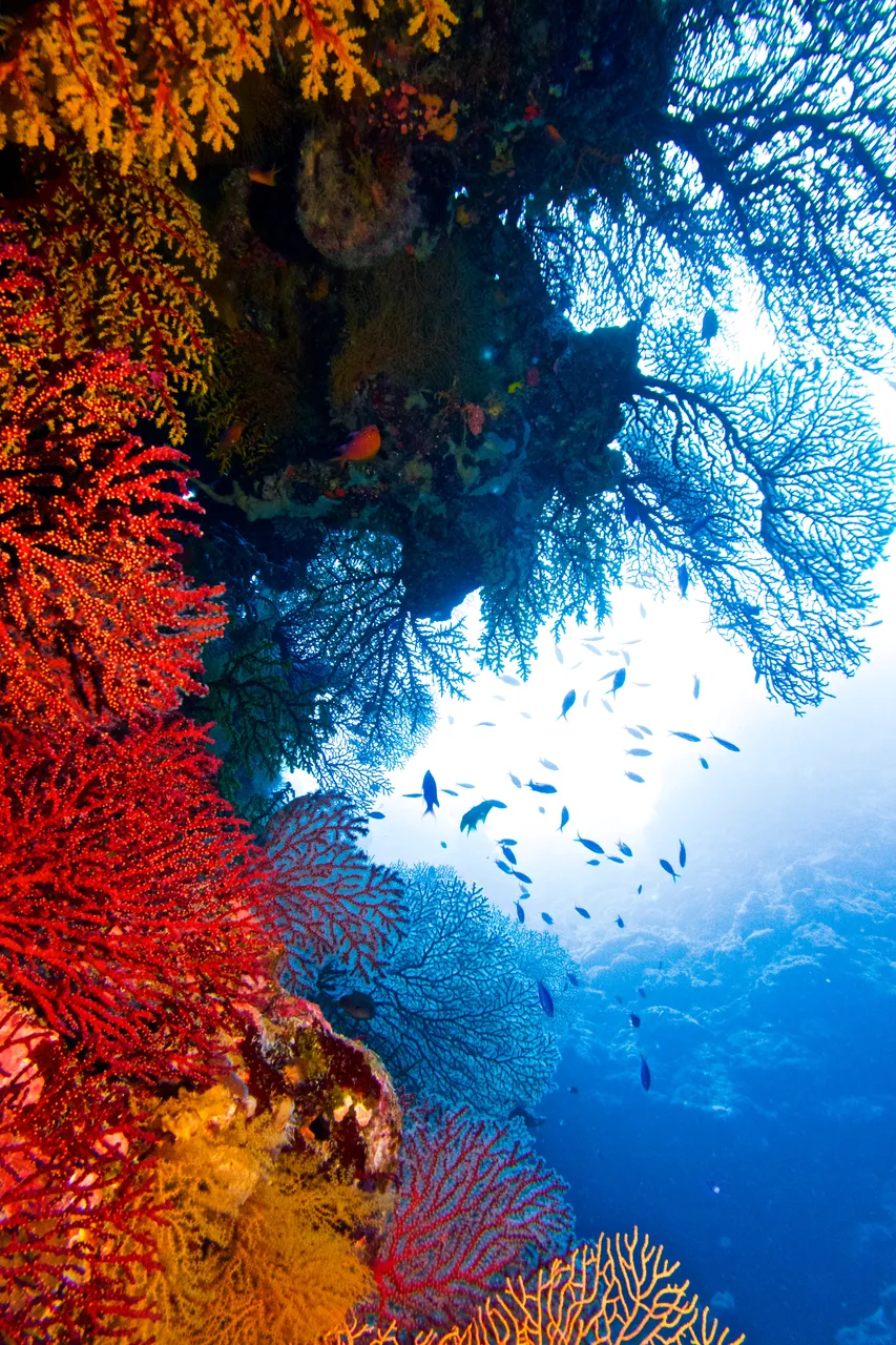 Soft Coral Wall on Osprey Reef