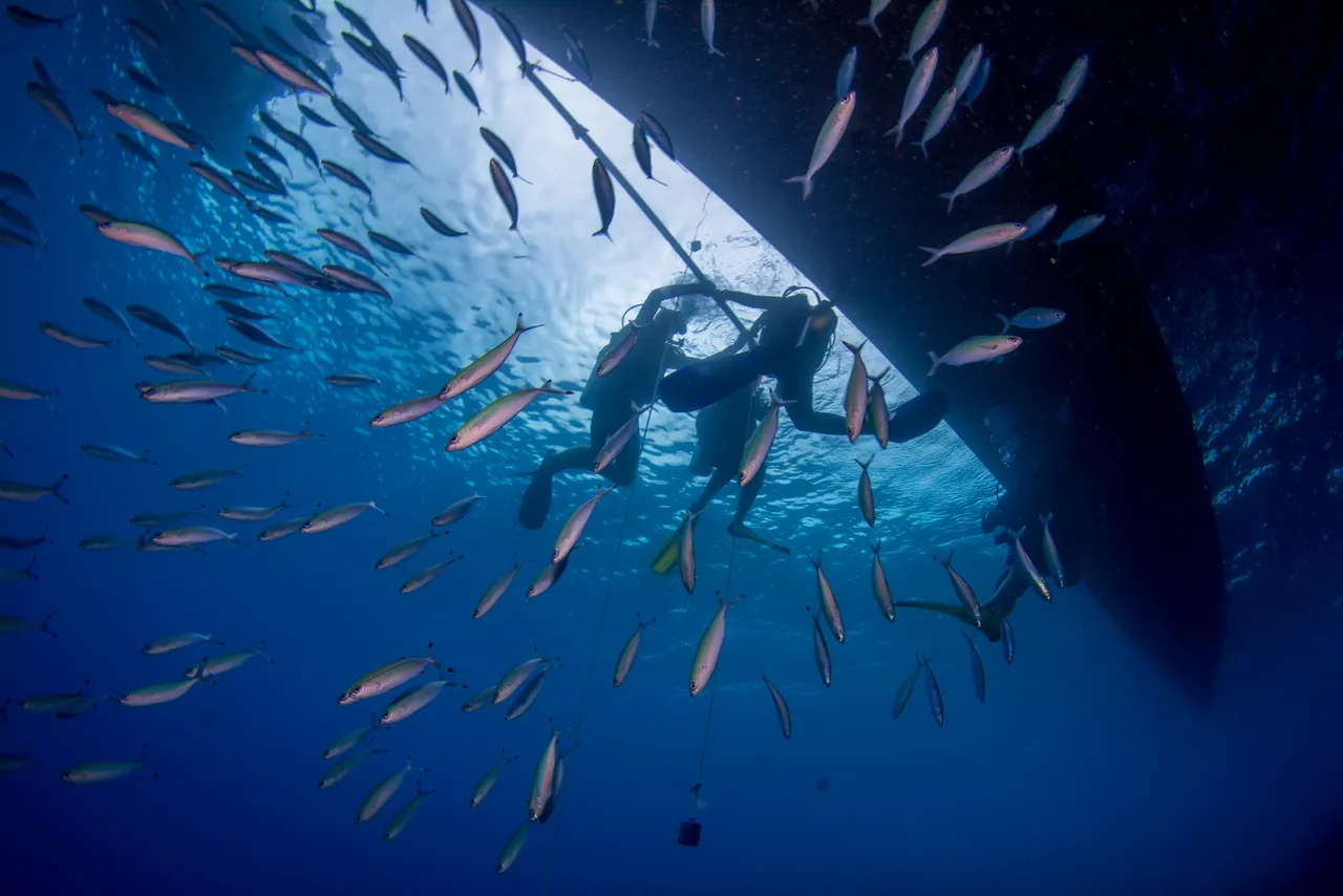School of fishes under the divers feet