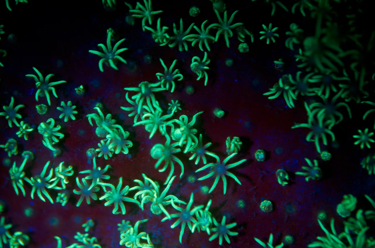 Fluoro diving - Sea Anemones