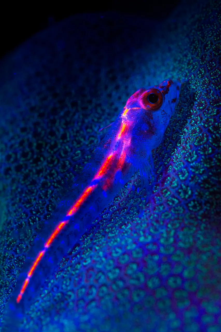 Fluoro diving - Fish on a coral reef