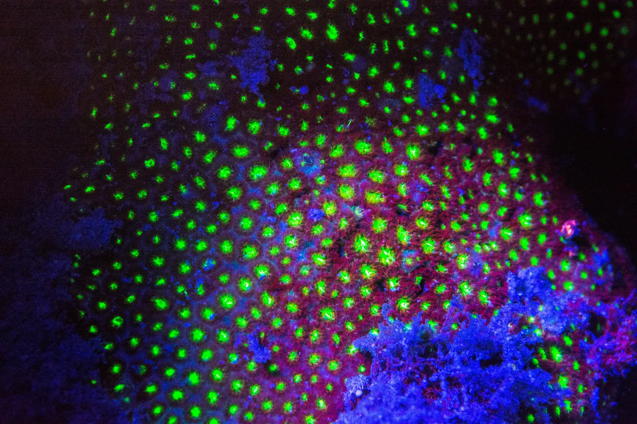 Fluoro diving - Coral Reef close up shots
