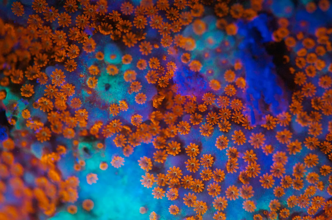 Fluoro diving - Coral Reef