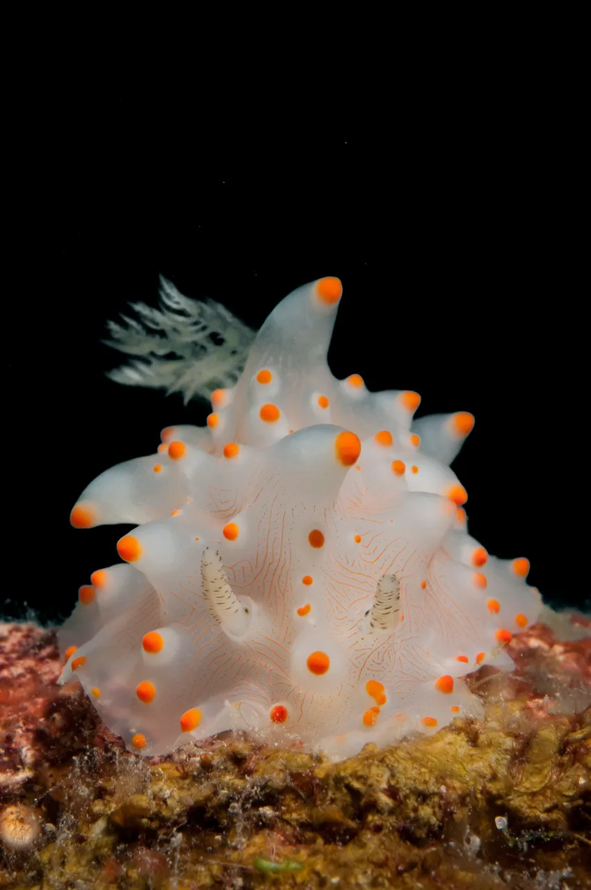 Divers Den - Fluro (100 of 29)