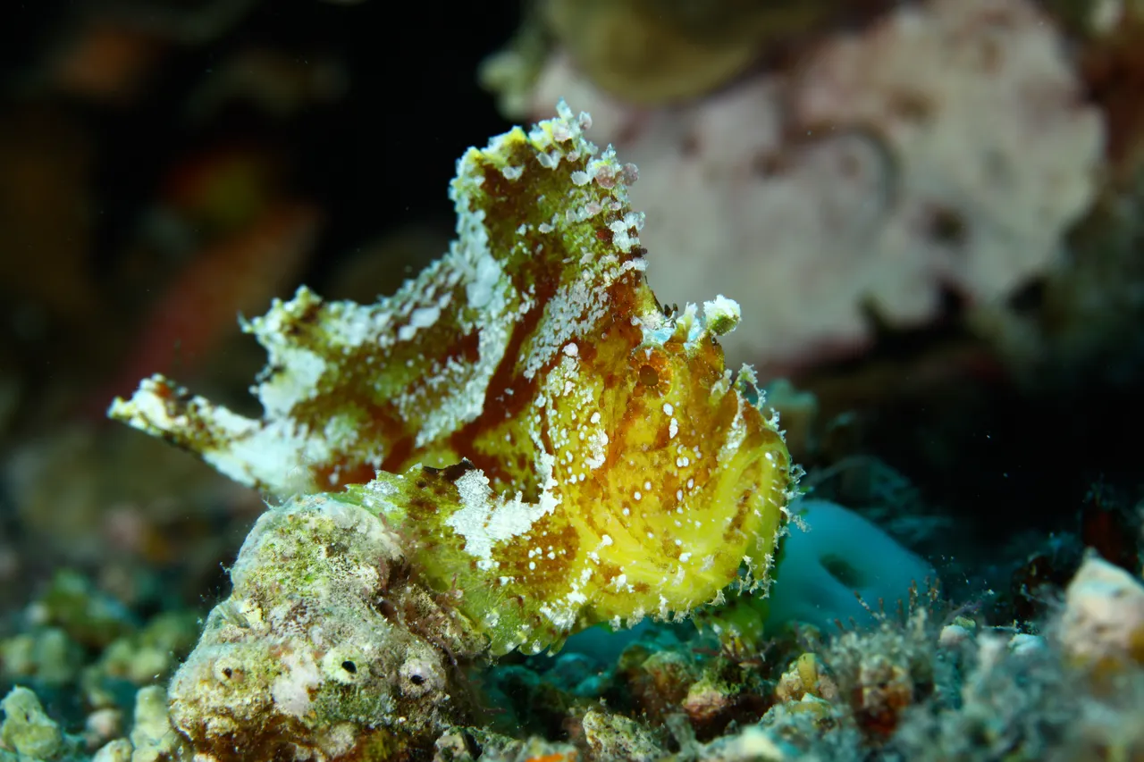 Divers Den - Marine Life (160 of 170)