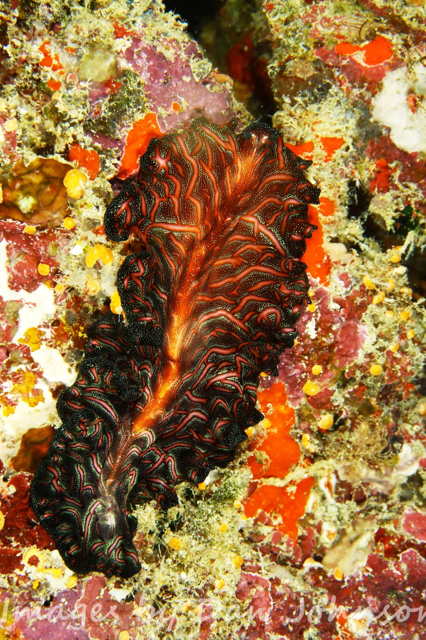 Divers Den - Marine Life (164 of 170)