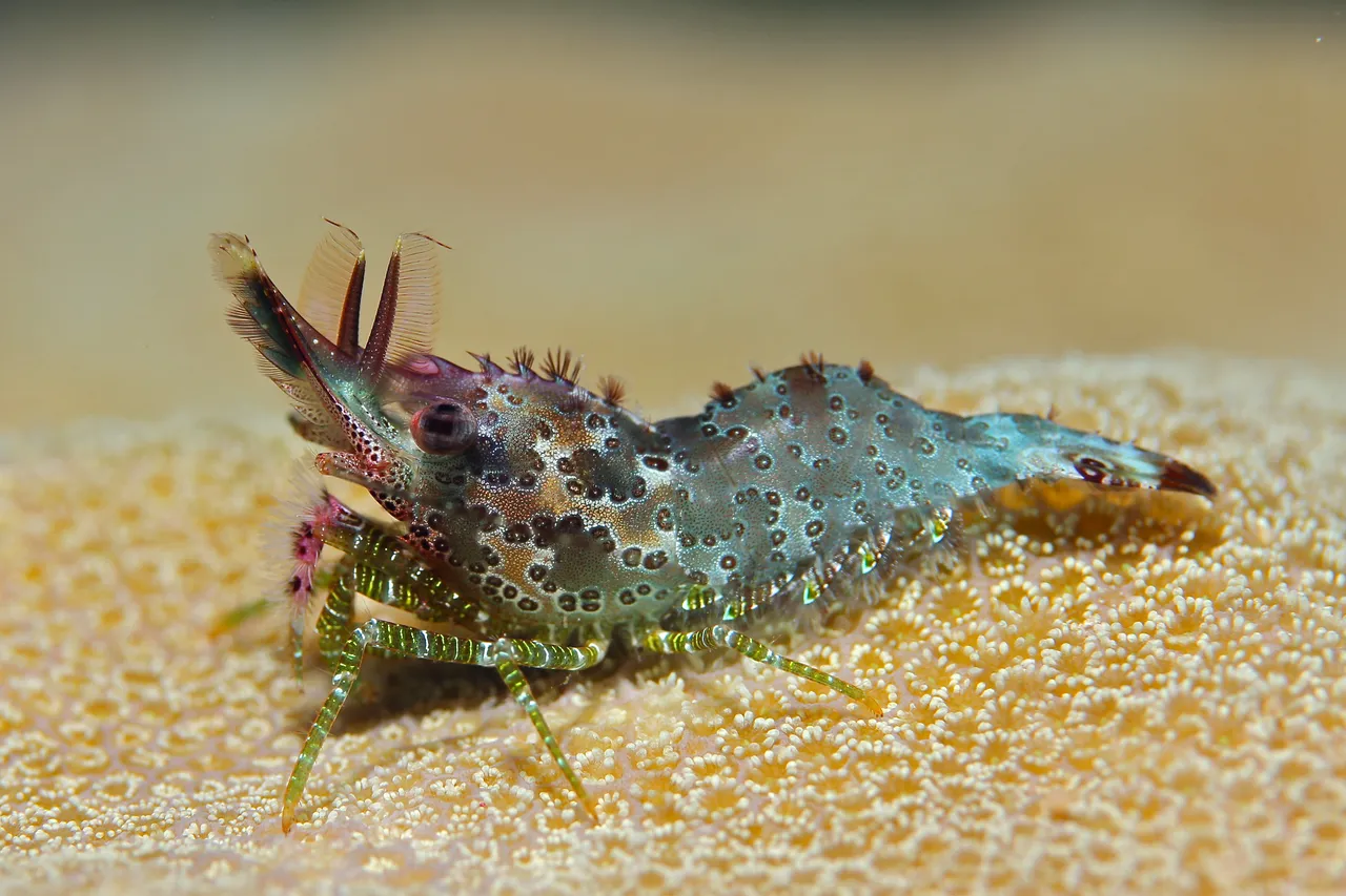 Divers Den - Marine Life (63 of 170)