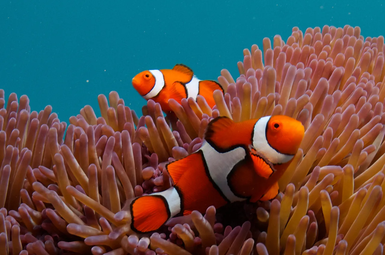 Clown Fish close up shot