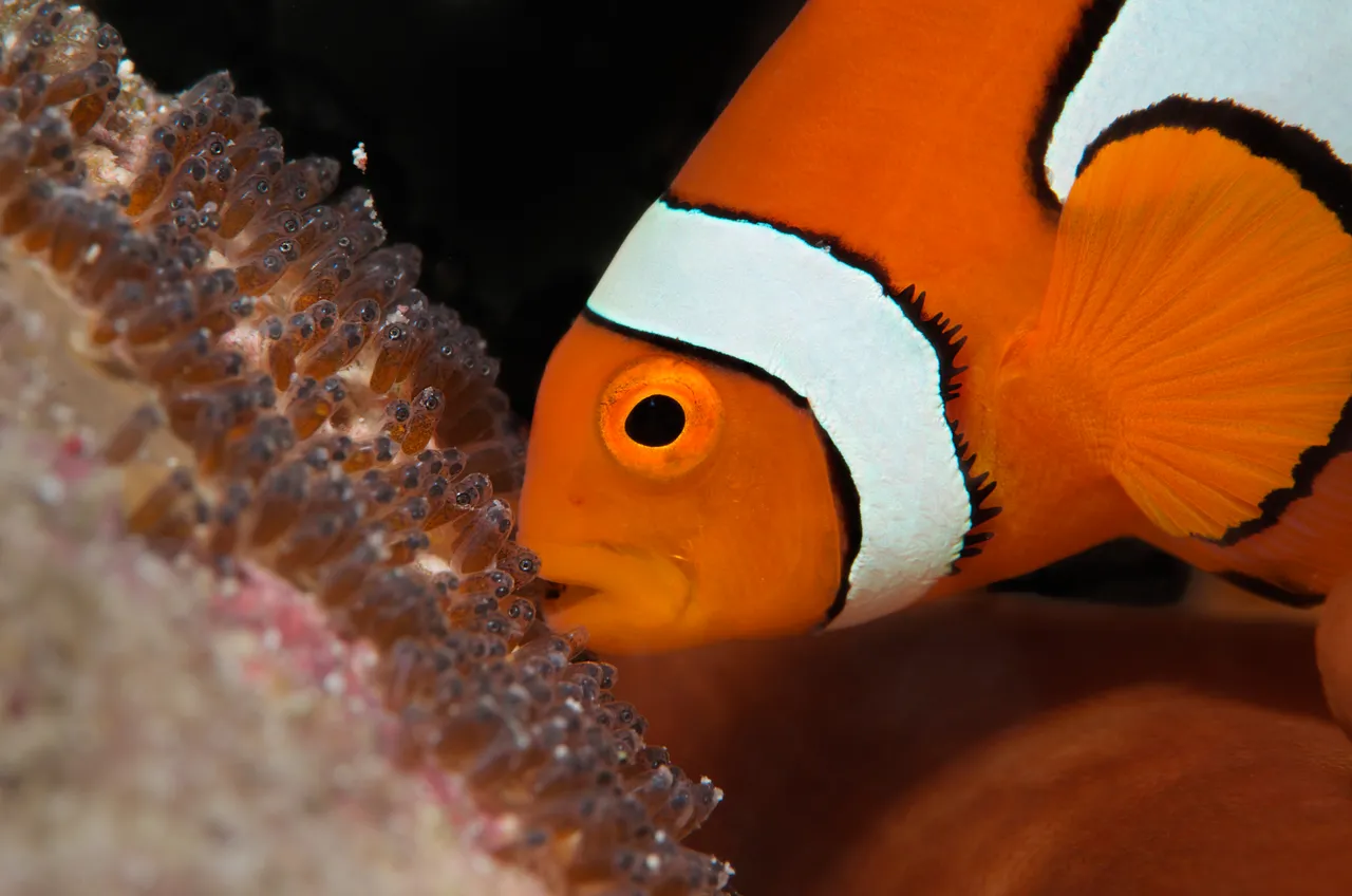 Clown Fish close up shot