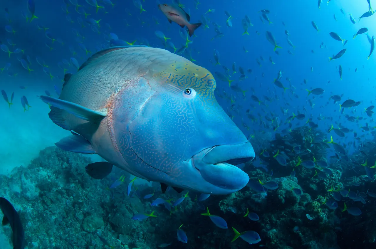 Maori Wrasse close up shots