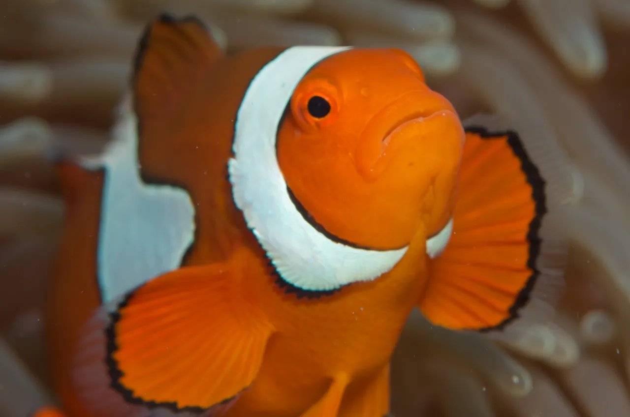 Clown Fish hiding in the coral reef