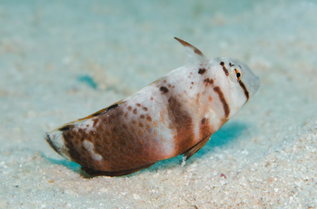 Divers Den - Marine Life (99 of 170)