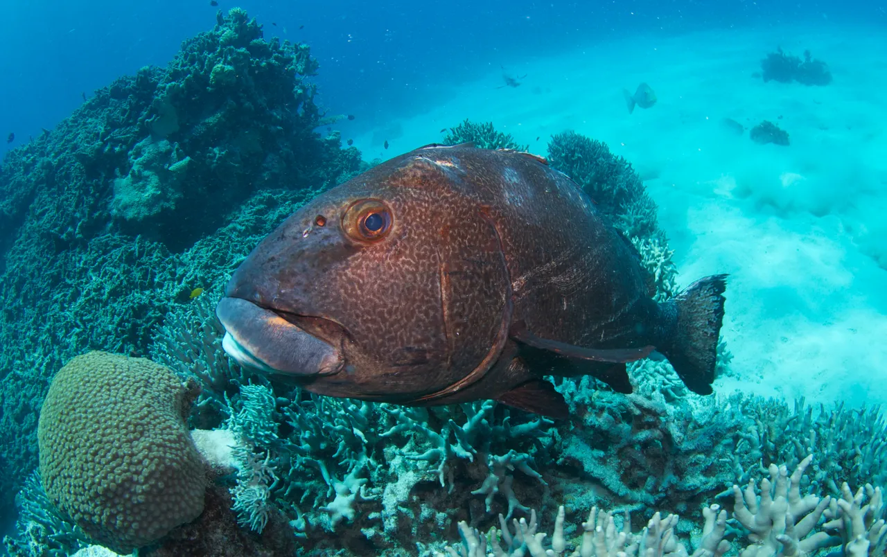 Divers Den - Marine Life (91 of 170)