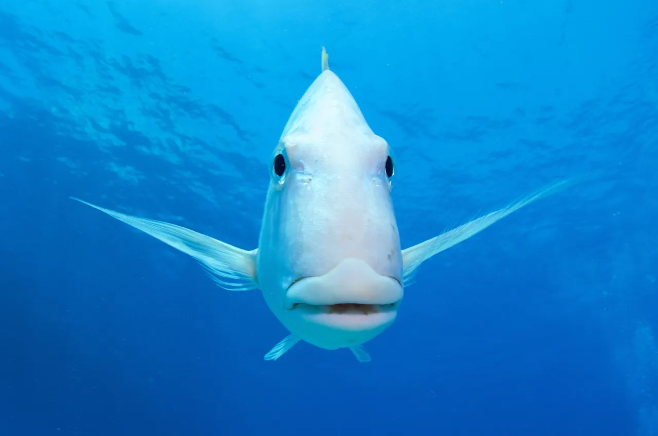 Divers Den - Marine Life (90 of 170)