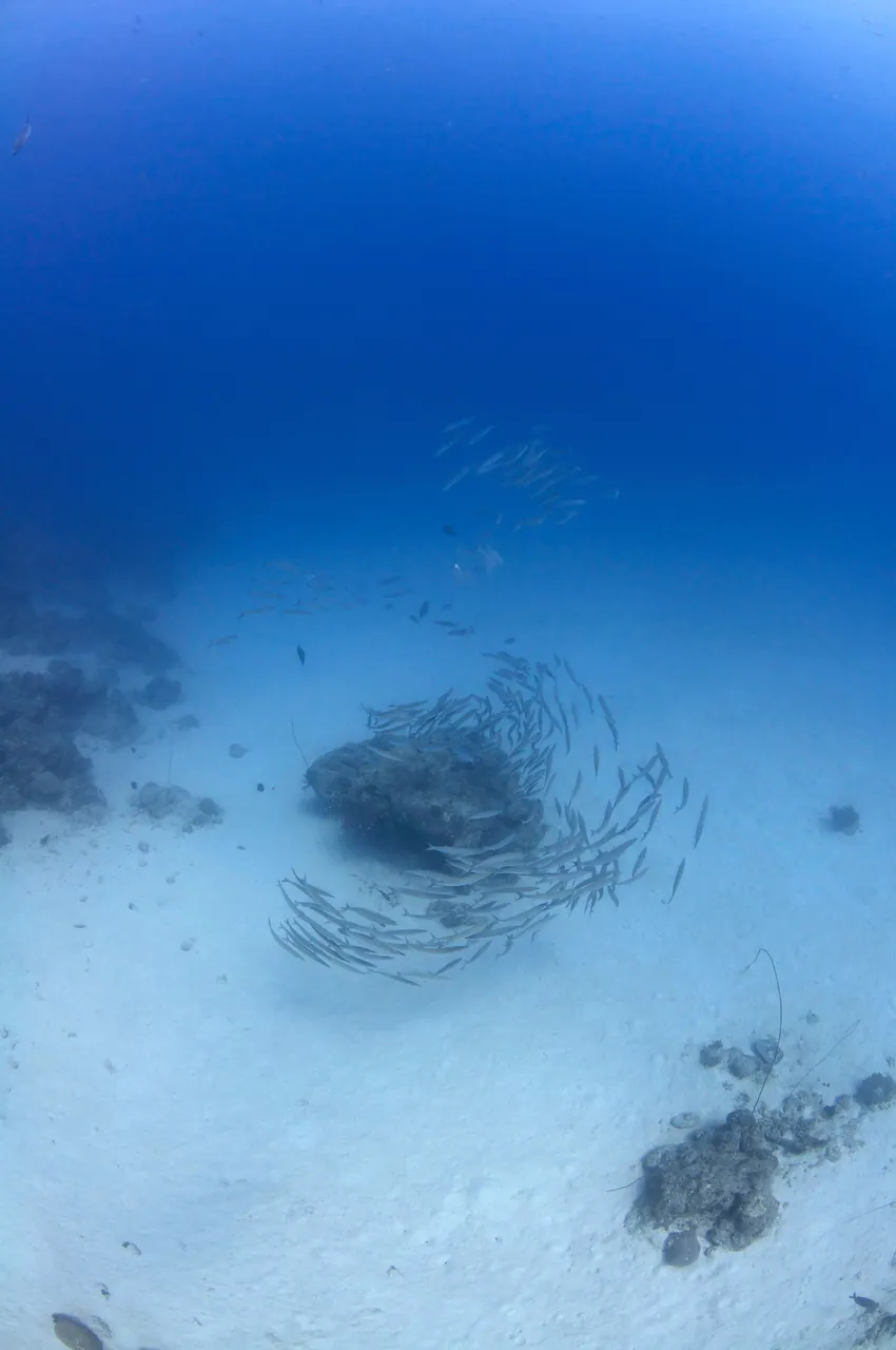 School of fishes swimming through a coral reef