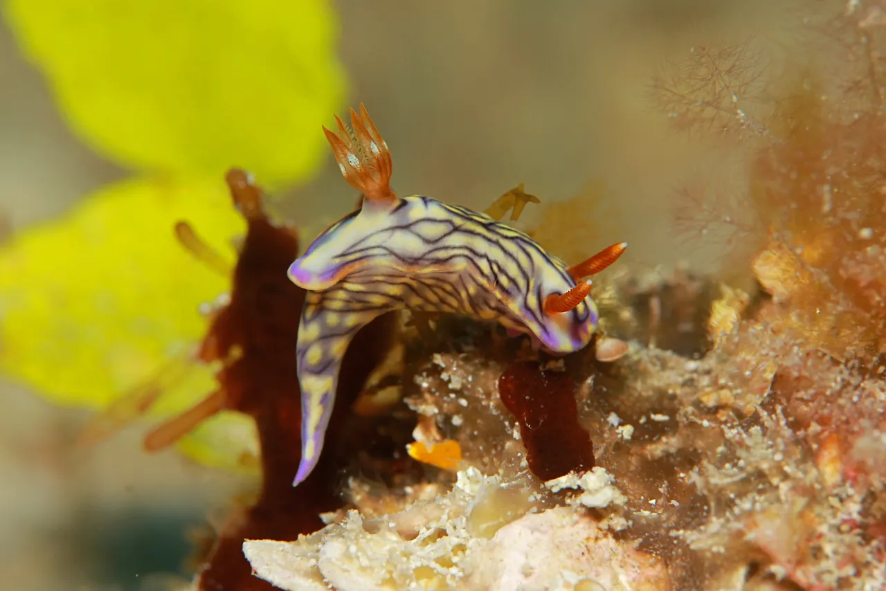 Nudibranch on a coral reef