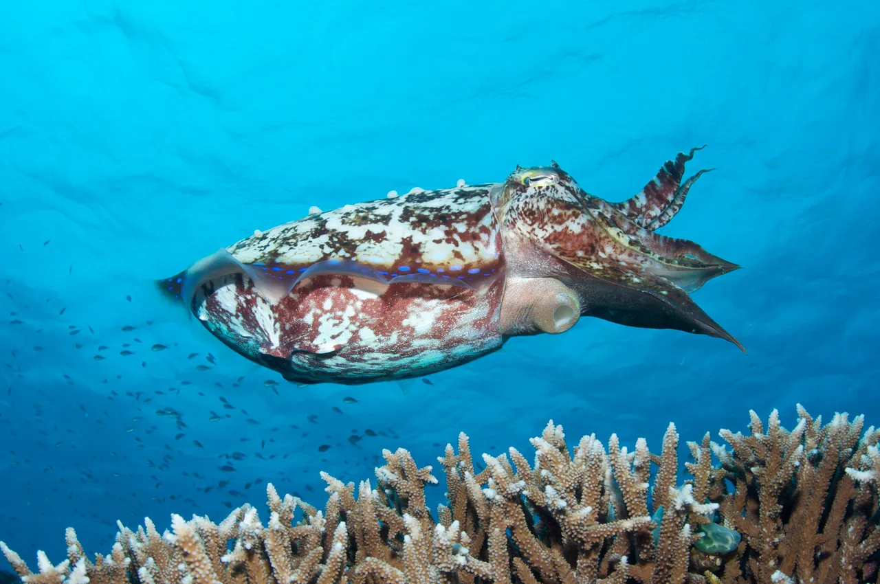 Broadclub Cuttlefish hero image