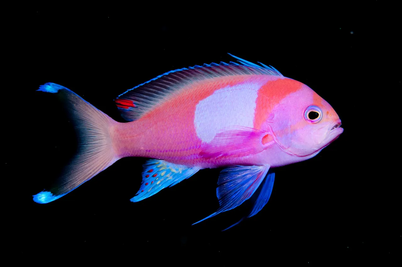 Divers Den - Marine Life (68 of 170)