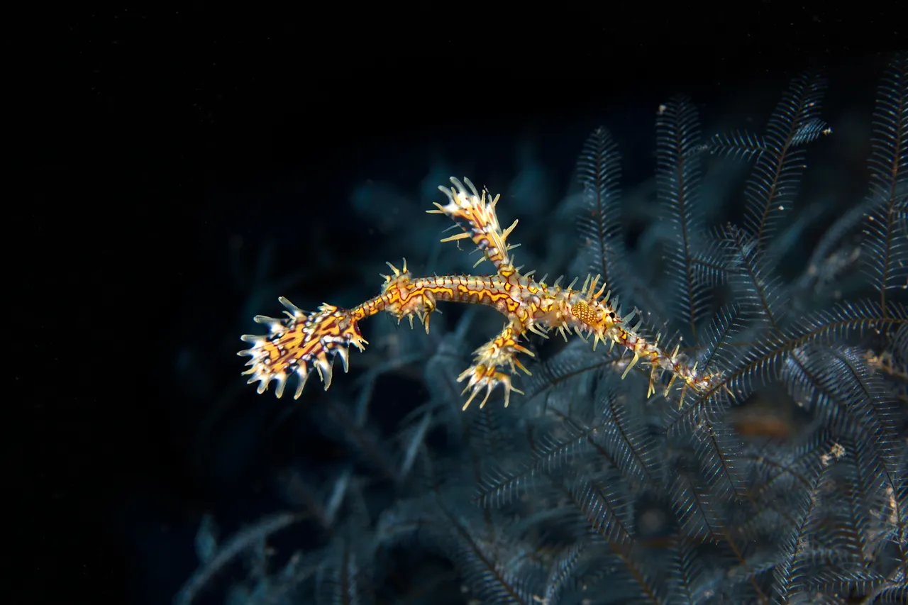 Divers Den - Marine Life (65 of 170)