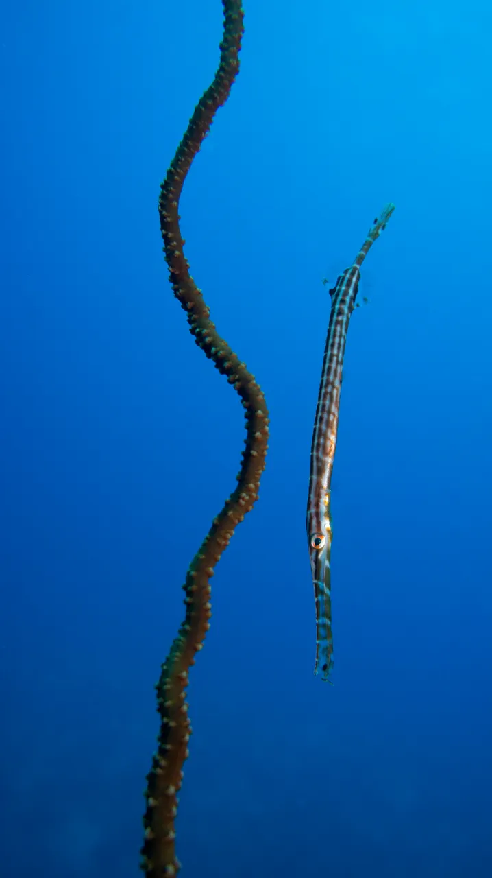 Divers Den - Marine Life (54 of 170)