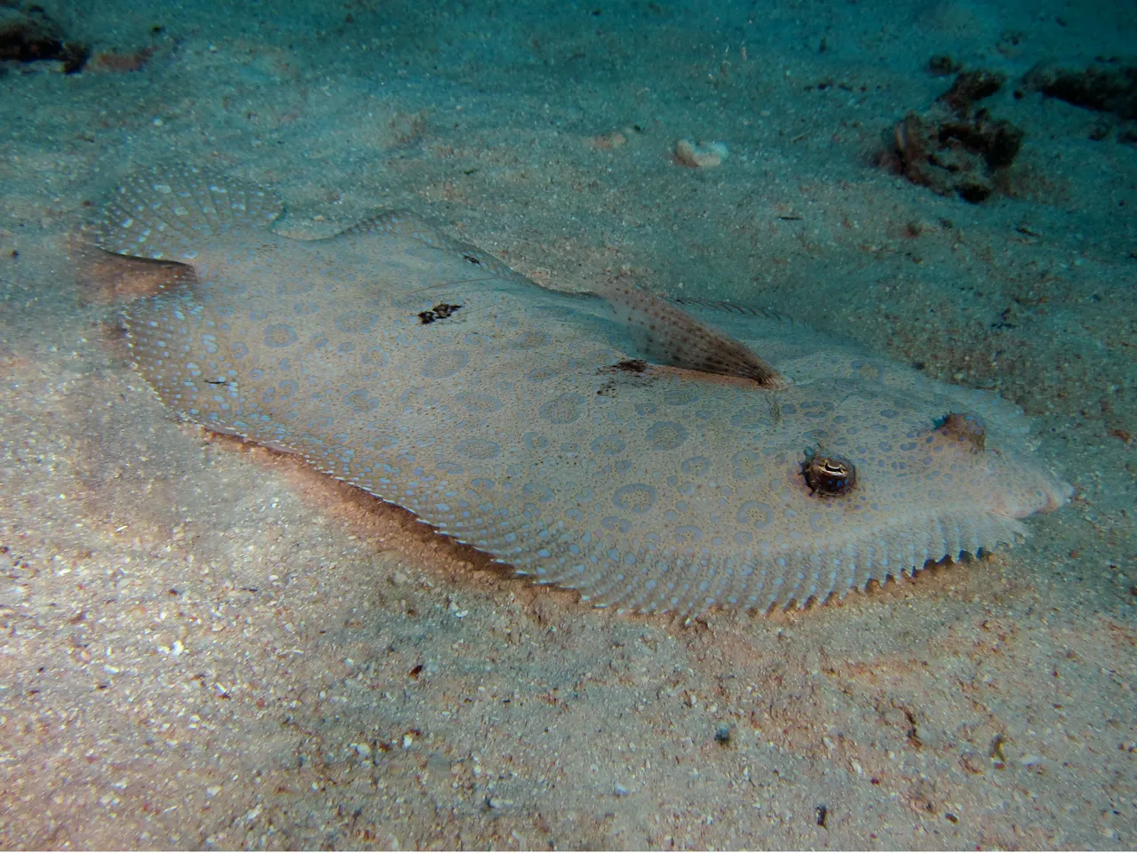 Blue-Spotted Fantail Ray on the sea floor