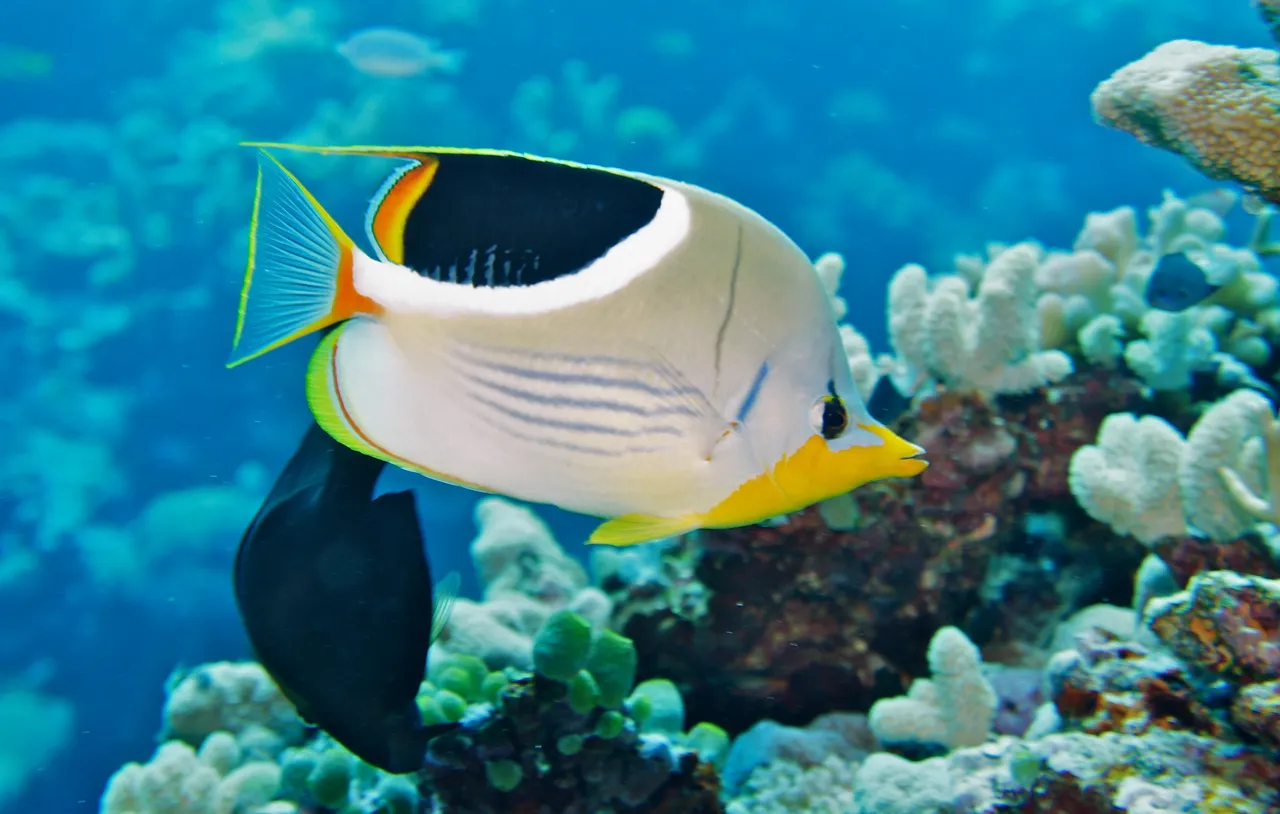 Saddled Butterflyfish hero image