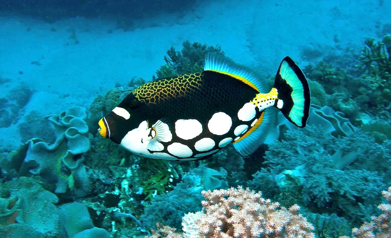 Clown Triggerfish hero image