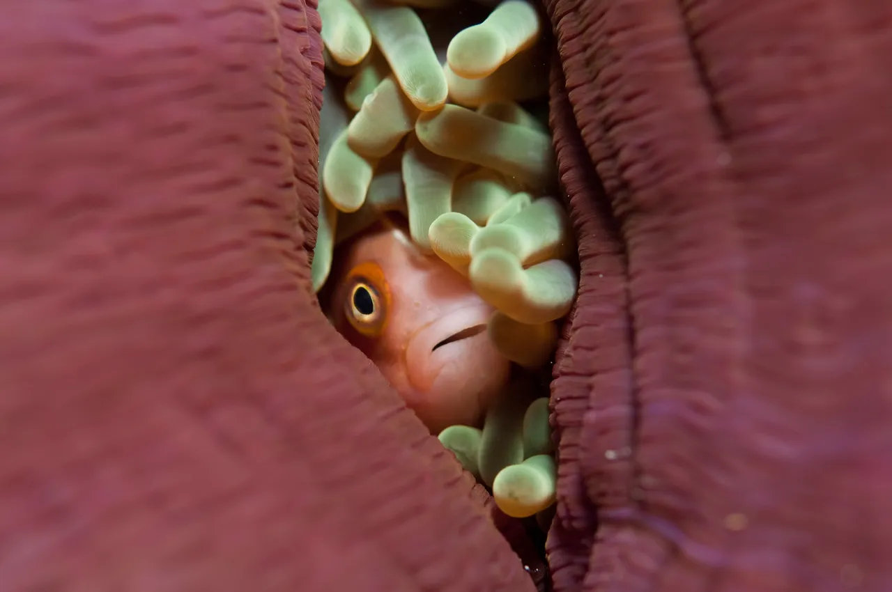 Clown Fish hiding in the coral reef