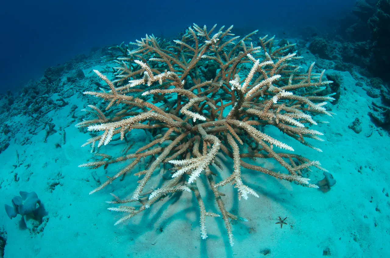 Coral reef fish eye shot