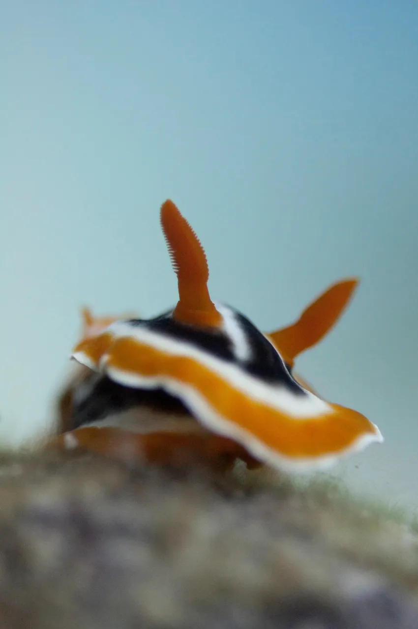 Nudibranch sea slug on a coral reef
