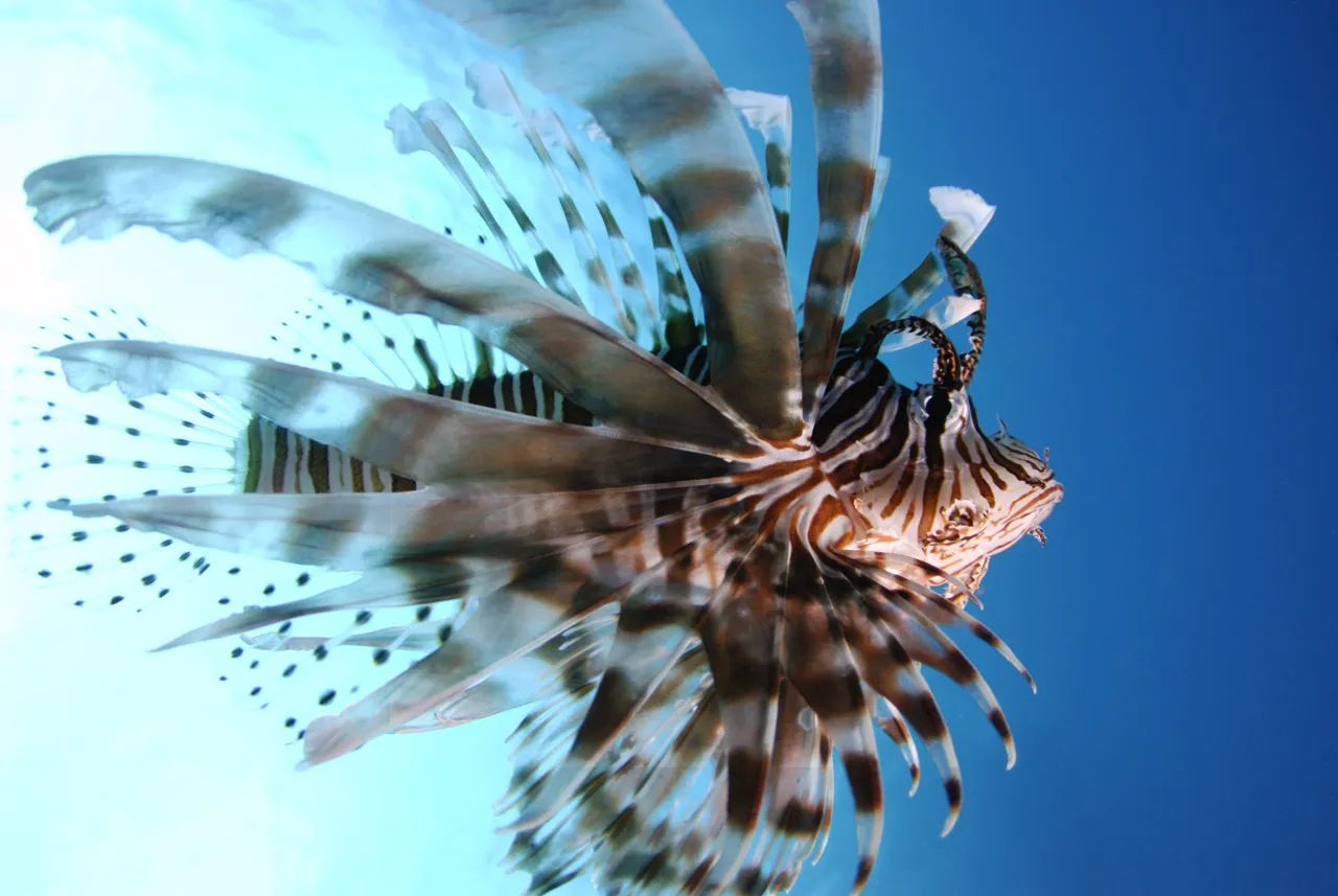 Divers Den - Marine Life (8 of 170)