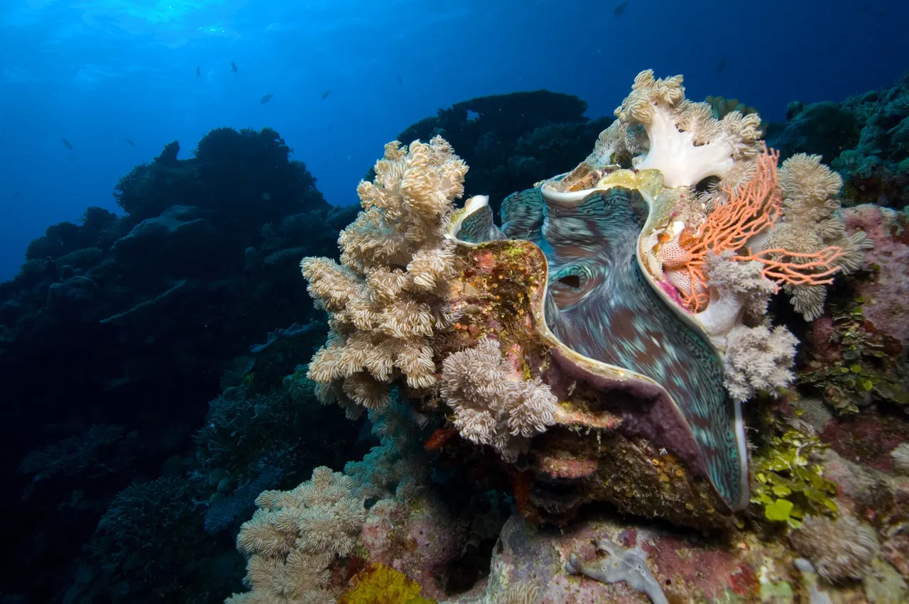Coral reef focused shot