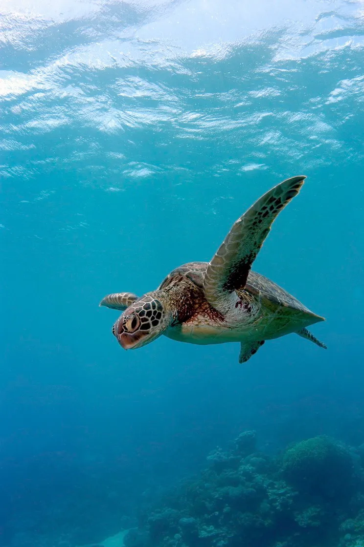 Hawksbill Turtle swimming under the sea surface
