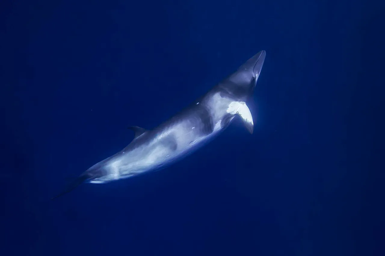 Minke Whale side view