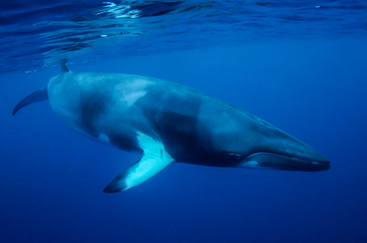 Minke Whale swimming close to sea surface