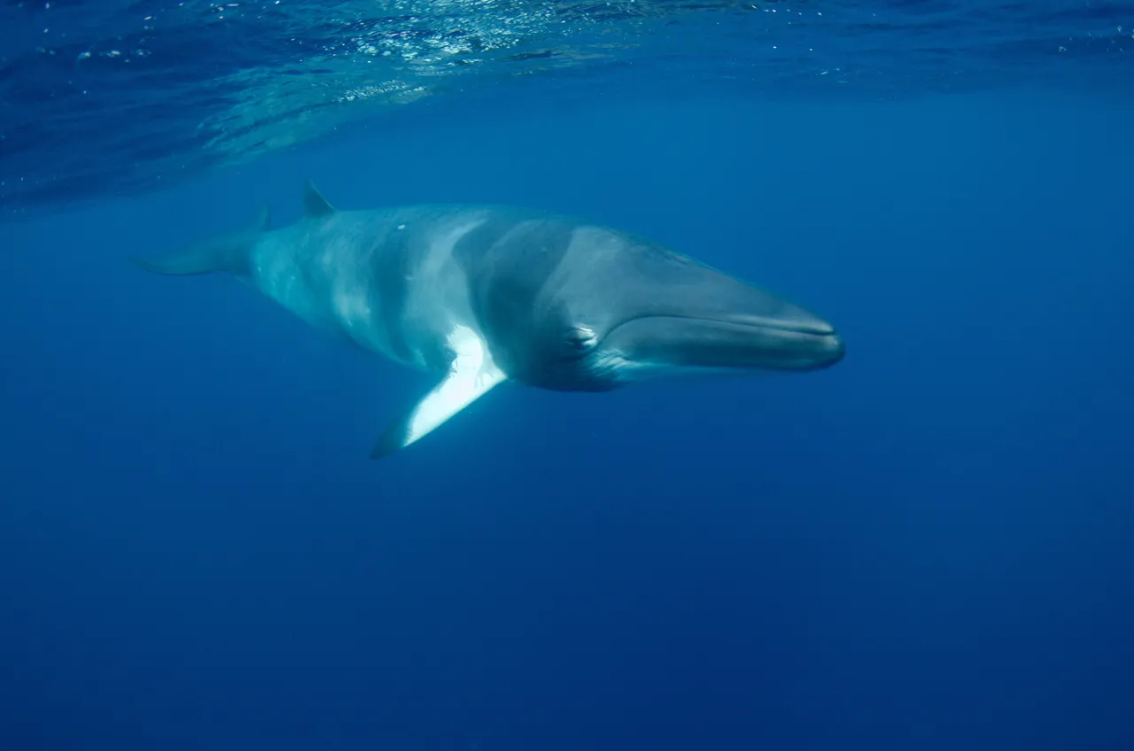 Minke Whale swimming close to sea surface