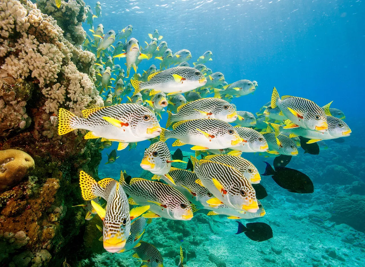 TUSA Snorkel - Entrada Travel Group-52