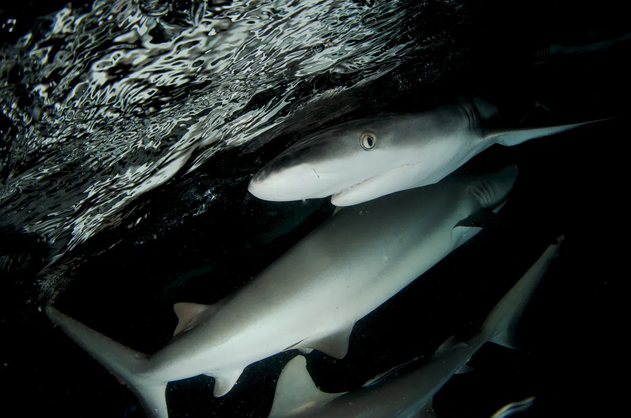 Group of Australian Reef Sharks underwater