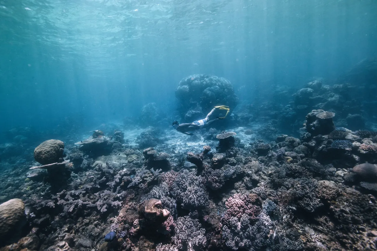 European male swimming above a bed of coral reefs