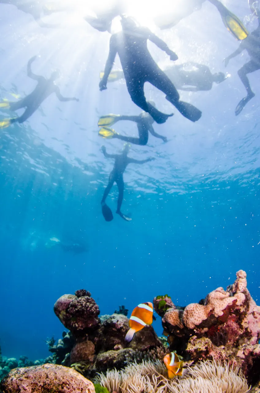 Group snorkeling above a coral reef with clown fishes