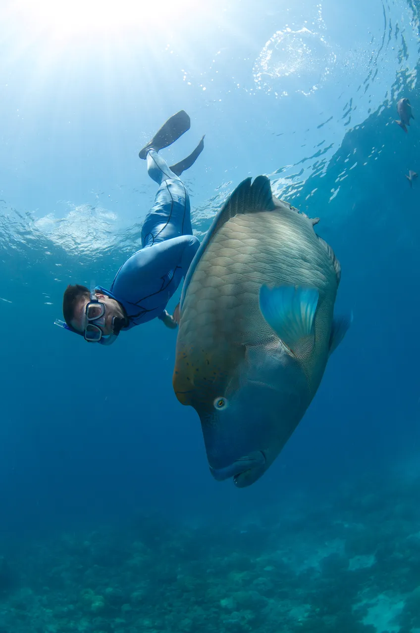 European male swimming next to a Maori Wrasse