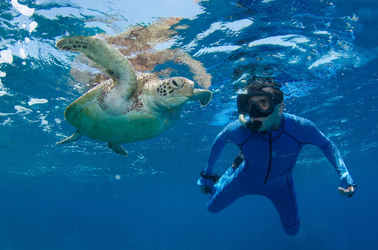 European snorkeler swimming next to a Hawksbill Turtle