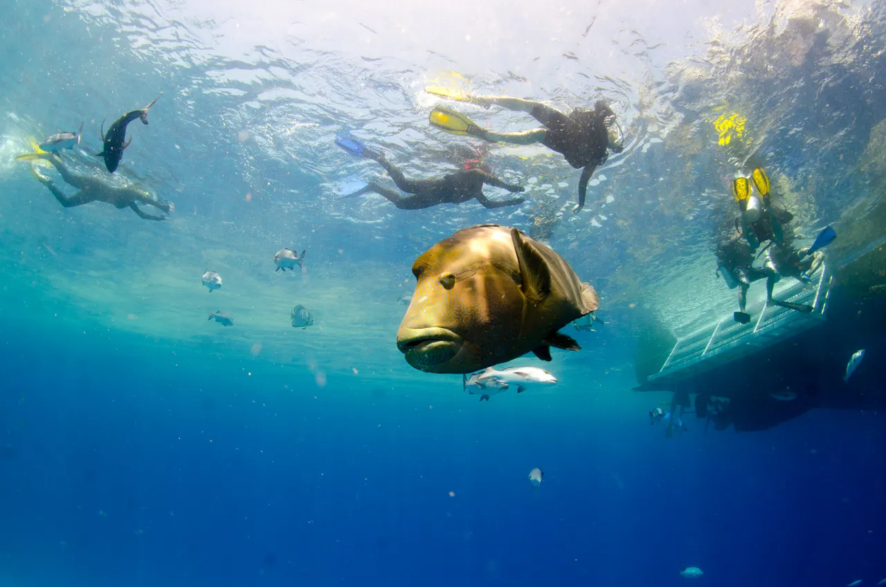 Snorkeling group swimming near a Maori Wrasse