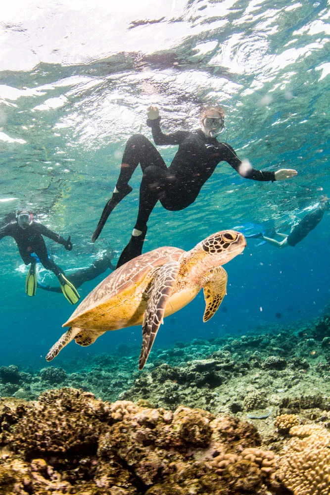 Snorkeling group swimming near a Hawksbill Turtle