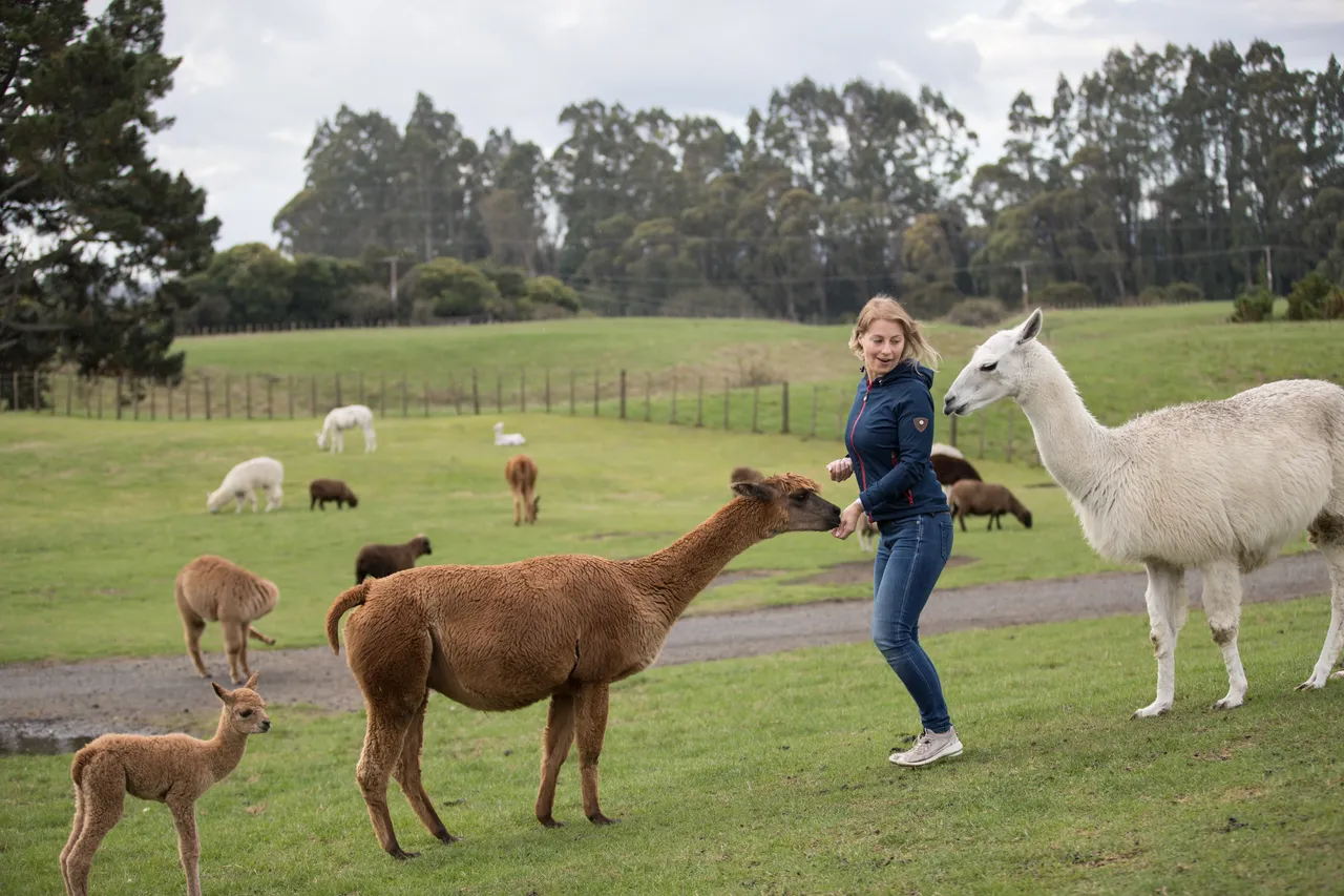 Woman feeding llama at Agrodome